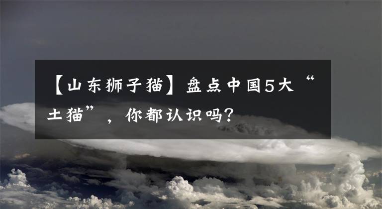 【山东狮子猫】盘点中国5大“土猫”，你都认识吗？