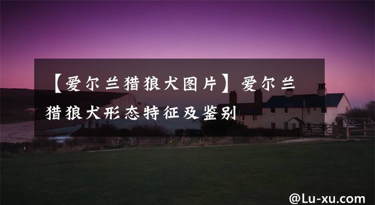 【爱尔兰猎狼犬图片】爱尔兰猎狼犬形态特征及鉴别