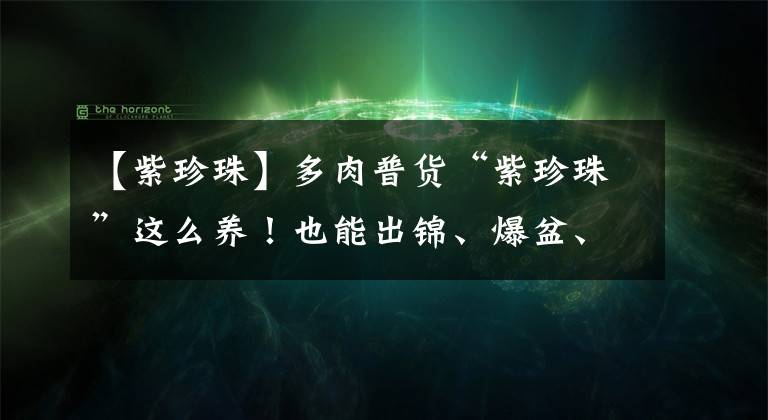 【紫珍珠】多肉普货“紫珍珠”这么养!也能出锦、爆盆、美美哒