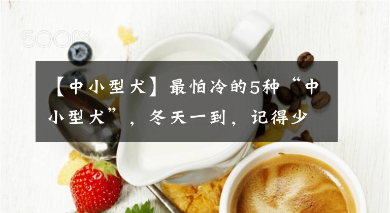 【中小型犬】最怕冷的5种“中小型犬”，冬天一到，记得少外出