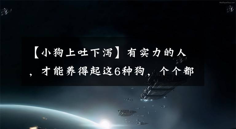 【小狗上吐下泻】有实力的人,才能养得起这6种狗,个个都是“土豪”