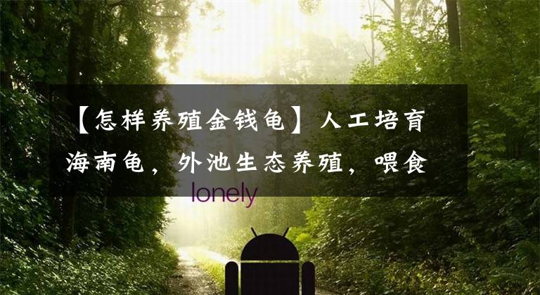 【怎样养殖金钱龟】人工培育海南龟，外池生态养殖，喂食小鱼小虾，糖分高的水果