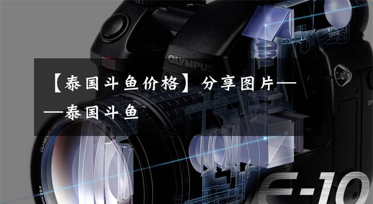 【泰国斗鱼价格】分享图片——泰国斗鱼