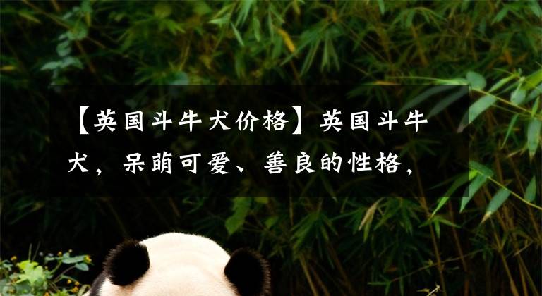 【英国斗牛犬价格】英国斗牛犬，呆萌可爱、善良的性格，深受人们喜欢