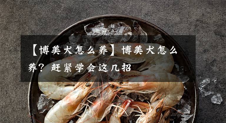 【博美犬怎么养】博美犬怎么养？赶紧学会这几招