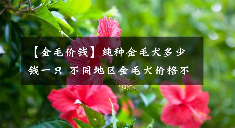 【金毛价钱】纯种金毛犬多少钱一只 不同地区金毛犬价格不同