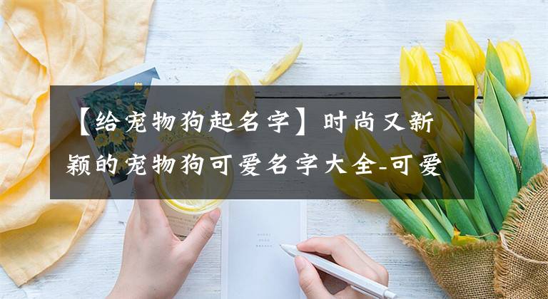 【给宠物狗起名字】时尚又新颖的宠物狗可爱名字大全-可爱点