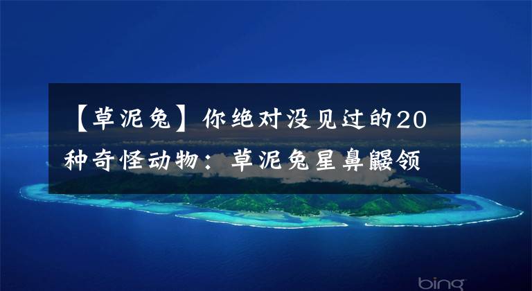 【草泥兔】你绝对没见过的20种奇怪动物：草泥兔星鼻鼹领衔