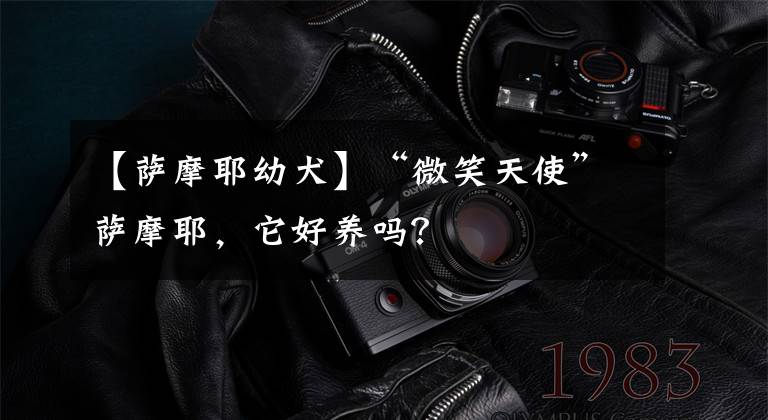 【萨摩耶幼犬】“微笑天使”萨摩耶,它好养吗?