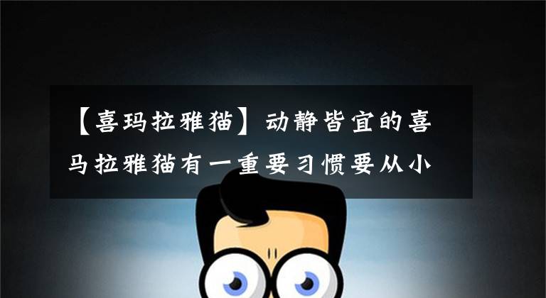 【喜玛拉雅猫】动静皆宜的喜马拉雅猫有一重要习惯要从小培养！