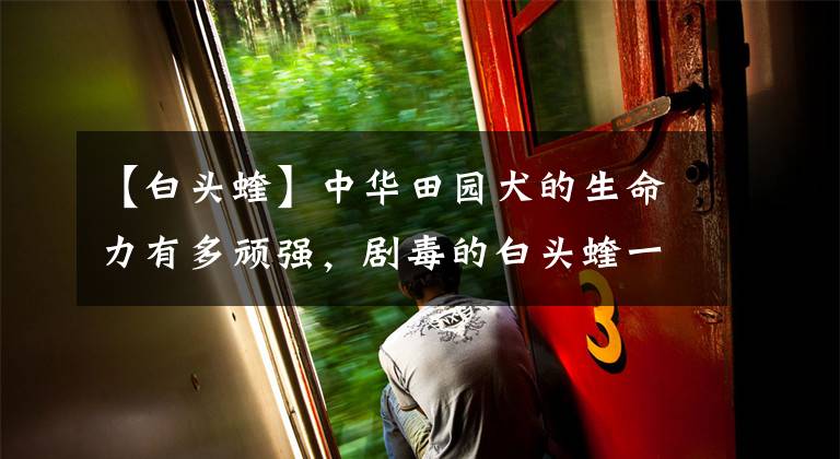 【白头蝰】中华田园犬的生命力有多顽强，剧毒的白头蝰一波也带不走它！