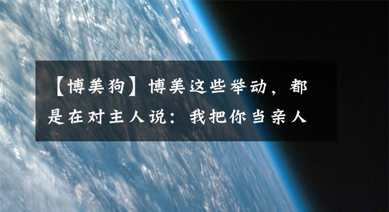 【博美狗】博美这些举动，都是在对主人说：我把你当亲人啦