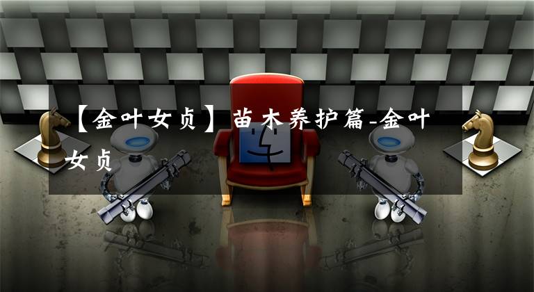 【金叶女贞】苗木养护篇-金叶女贞