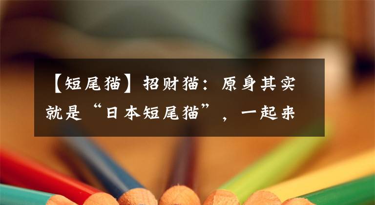 【短尾猫】招财猫：原身其实就是“日本短尾猫”，一起来了解一下它