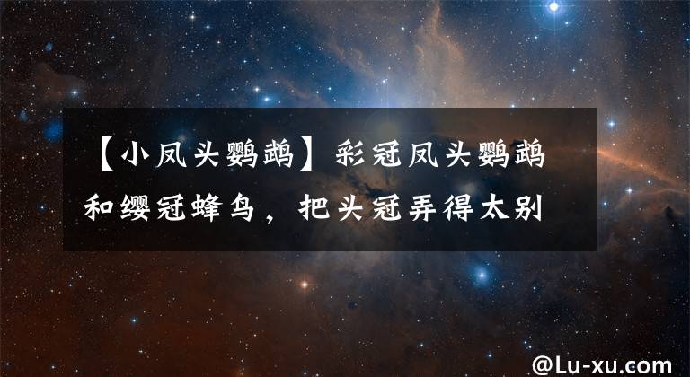 【小凤头鹦鹉】彩冠凤头鹦鹉和缨冠蜂鸟，把头冠弄得太别致了，看着真美