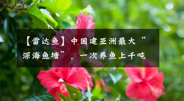 【雷达鱼】中国建亚洲最大“深海鱼塘”，一次养鱼上千吨，首次捕捞大丰收