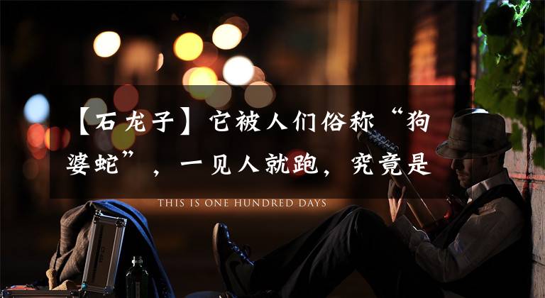 【石龙子】它被人们俗称“狗婆蛇”，一见人就跑，究竟是害虫还是益虫？