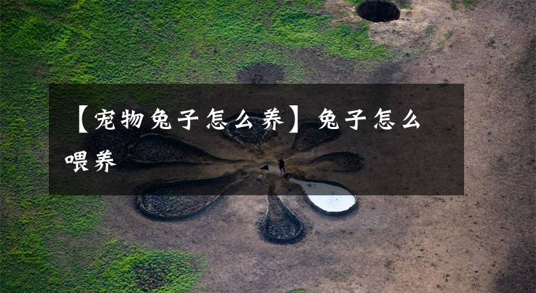 【宠物兔子怎么养】兔子怎么喂养