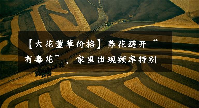 【大花萱草价格】养花避开“有毒花”，家里出现频率特别高，实际很危险