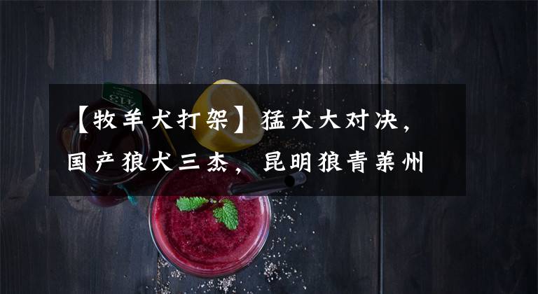 【牧羊犬打架】猛犬大对决，国产狼犬三杰，昆明狼青莱州红犬和德国牧羊犬