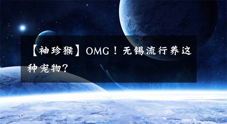 【袖珍猴】OMG！无锡流行养这种宠物？