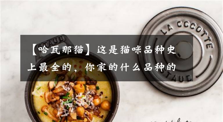 【哈瓦那猫】这是猫咪品种史上最全的，你家的什么品种的喵