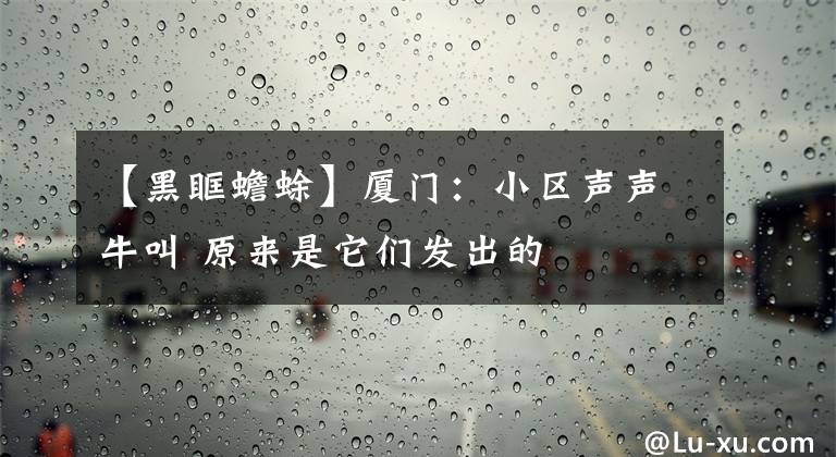 【黑眶蟾蜍】厦门:小区声声牛叫 原来是它们发出的