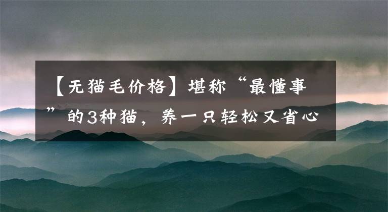 【无猫毛价格】堪称“最懂事”的3种猫,养一只轻松又省心