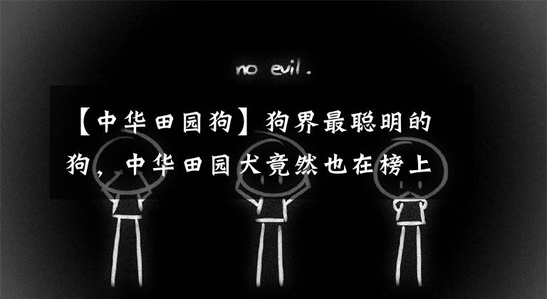 【中华田园狗】狗界最聪明的狗，中华田园犬竟然也在榜上
