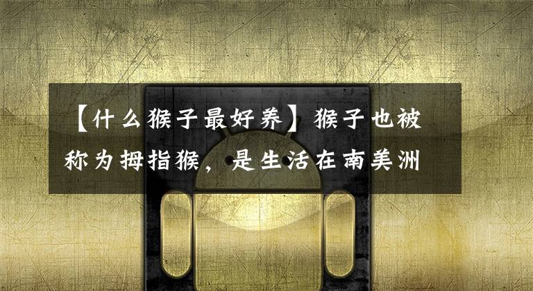 【什么猴子最好养】猴子也被称为拇指猴,是生活在南美洲亚马逊河流域森林里的猴子。