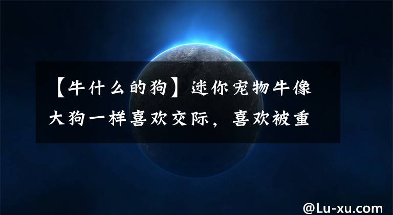 【牛什么的狗】迷你宠物牛像大狗一样喜欢交际，喜欢被重视。