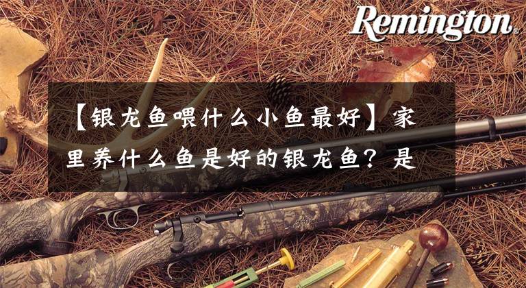 【银龙鱼喂什么小鱼最好】家里养什么鱼是好的银龙鱼？是大家的好选择。
