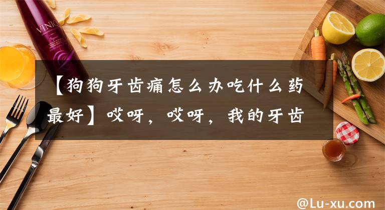 【狗狗牙齿痛怎么办吃什么药最好】哎呀,哎呀,我的牙齿好疼|狗猫口腔保健,科普一下
