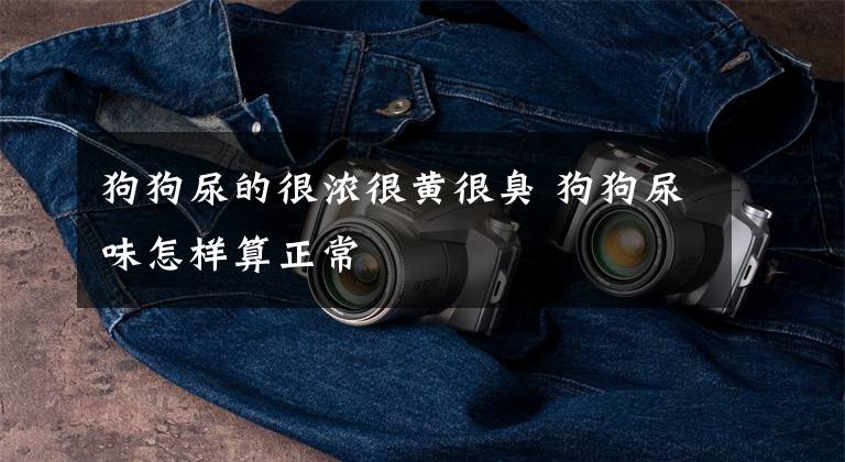 狗狗尿的很浓很黄很臭 狗狗尿味怎样算正常