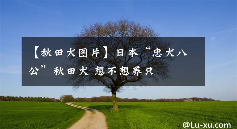 【秋田犬图片】日本“忠犬八公”秋田犬 想不想养只