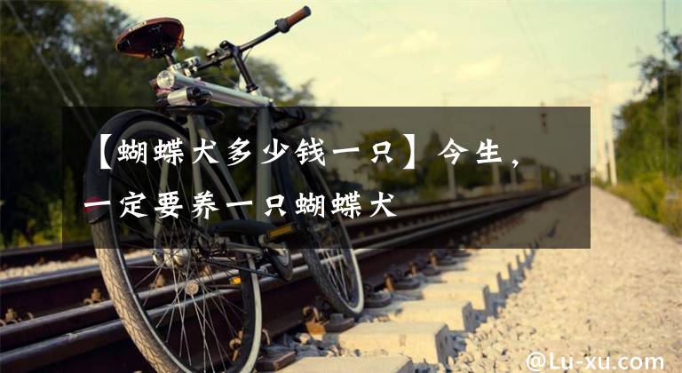 【蝴蝶犬多少钱一只】今生，一定要养一只蝴蝶犬