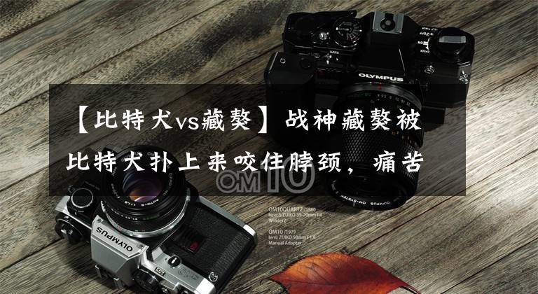【比特犬vs藏獒】战神藏獒被比特犬扑上来咬住脖颈,痛苦嚎叫后将其扑倒,最终获胜