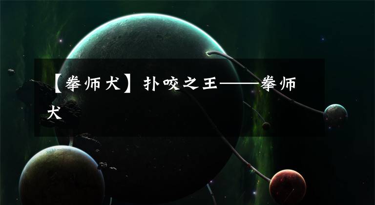 【拳师犬】扑咬之王——拳师犬