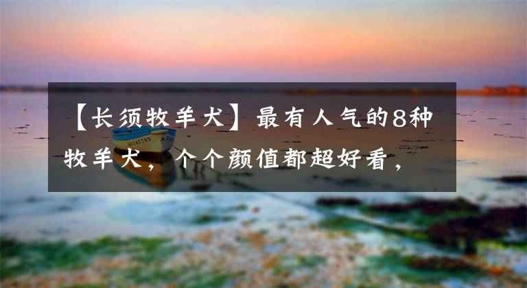 【长须牧羊犬】最有人气的8种牧羊犬，个个颜值都超好看，你能认全吗？