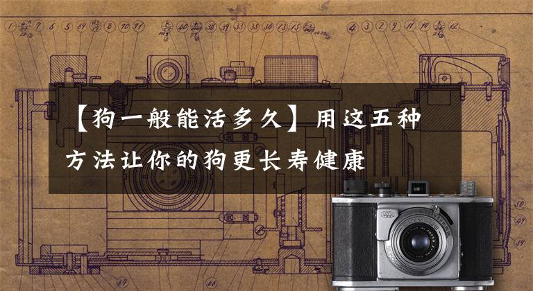 【狗一般能活多久】用这五种方法让你的狗更长寿健康