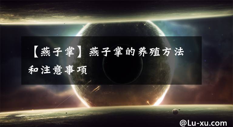 【燕子掌】燕子掌的养殖方法和注意事项