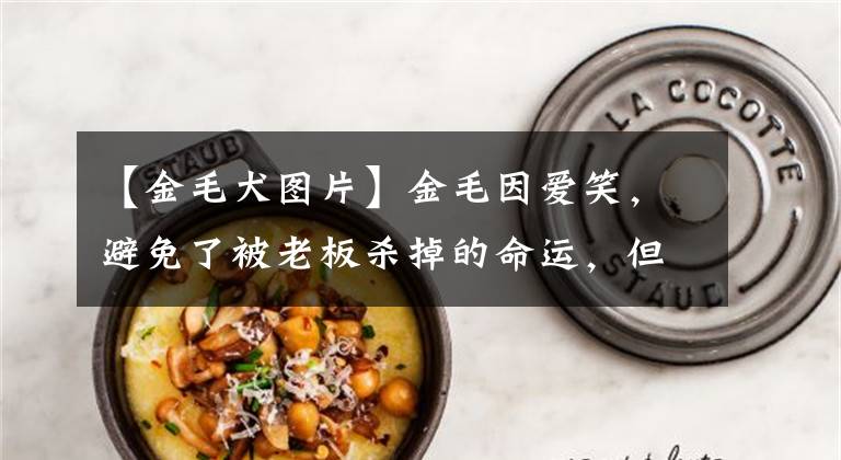 【金毛犬图片】金毛因爱笑，避免了被老板杀掉的命运，但有谁能懂笑容背后的苦？