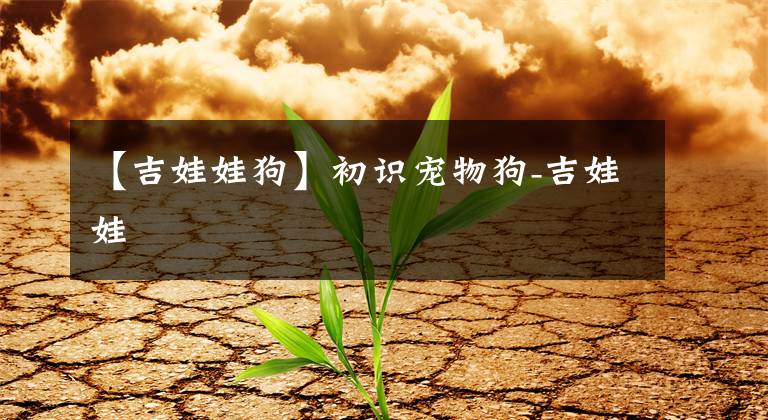 【吉娃娃狗】初识宠物狗-吉娃娃