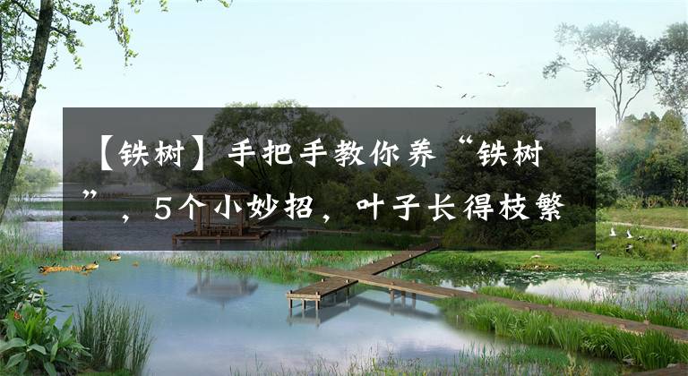 【铁树】手把手教你养“铁树”，5个小妙招，叶子长得枝繁叶茂的