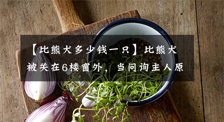 【比熊犬多少钱一只】比熊犬被关在6楼窗外，当问询主人原因时：狗子吵到我睡觉了