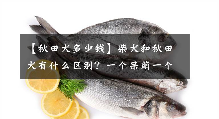 【秋田犬多少钱】柴犬和秋田犬有什么区别？一个呆萌一个霸气，你更喜欢哪种？