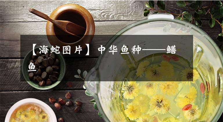 【海蛇图片】中华鱼种——鳝鱼