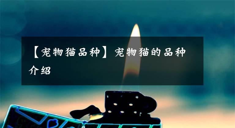 【宠物猫品种】宠物猫的品种介绍