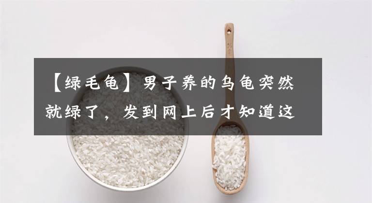 【绿毛龟】男子养的乌龟突然就绿了，发到网上后才知道这是绿毛龟