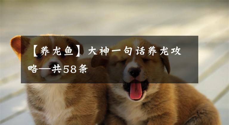 【养龙鱼】大神一句话养龙攻略—共58条